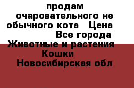 продам очаровательного не обычного кота › Цена ­ 7 000 000 - Все города Животные и растения » Кошки   . Новосибирская обл.